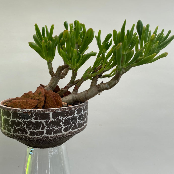 Crassula Ovata Gollum - 5 years old bonsai