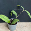 Hoya finlaysonii, organically grown tropical hoya plants for sale at TOMsFLOWer CLUB.