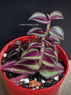 Tradescantia Zebrina Pumilla, organically grown tropical plants for sale at TOMsFLOWer CLUB.