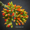 Crassula Falcata Minor, organically grown sun loving succulent plants for sale at TOMsFLOWer CLUB.