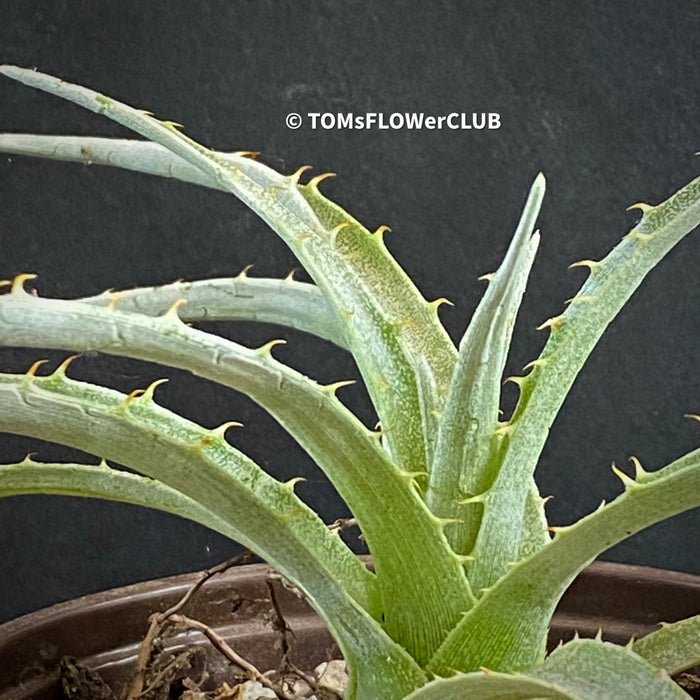 Puya Pichidangui, organically grown succulent plants for sale at TOMsFLOWer CLUB.