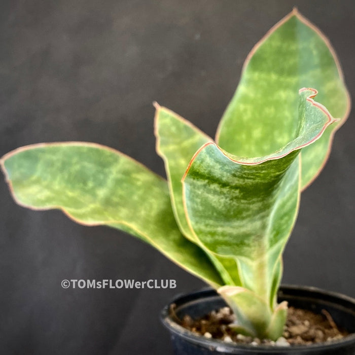 Sansevieria Concinna, organically grown succulent plants for sale at TOMsFLOWer CLUB.