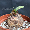 Haemanthus Coccineus, organically grown succulent plants for sale at TOMsFLOWer CLUB.