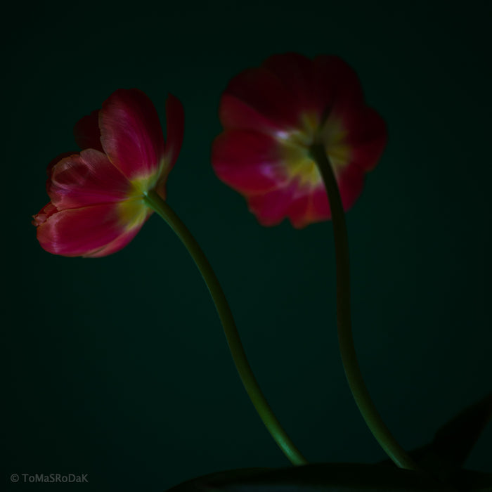 Red Tulips as ART PAPER PRINT by © Tomas Rodak, TOMs FLOWer CLUB, from 10x10cm up to 50x50cm available for unlimited sale.