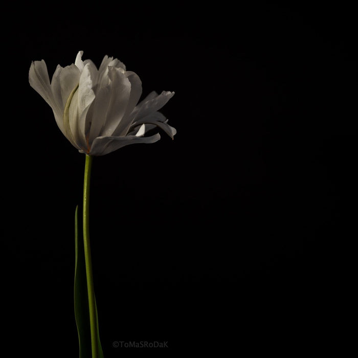 White Tulip Photo Picture by Tomas Rodak for sale at TOMs FLOWer CLUB. Limited edition runs of 139 only, framed as real photo print of museum quality, behind 2mm acrylic glass, made by WhiteWall.