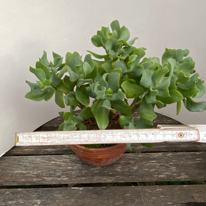 Crassula Arborescens Undulatifolia - 5 year old bonsai