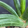 Sansevieria Patens, organically grown succulent plants for sale at TOMsFLOWer CLUB.