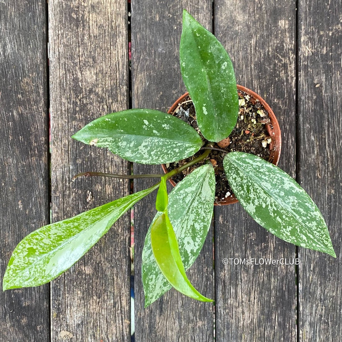 Hoya pubicalyx Silver Splash, organically grown tropical Hoya plants for sale at TOMsFLOWer CLUB.