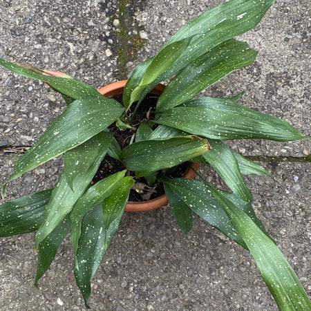 Organically grown  Aspidistra Vietnamensis "Milky Way" plants for sale at TOMs FLOWer CLUB.