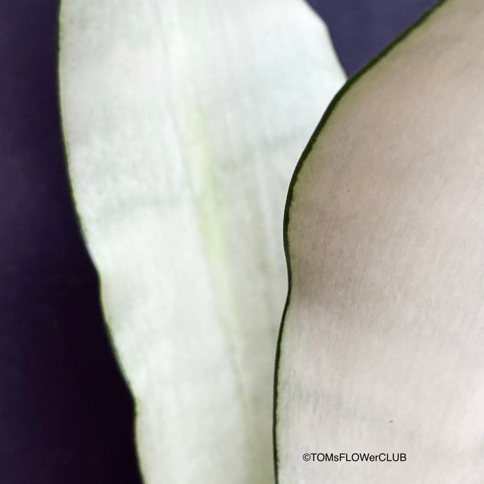 Leaf detail of Sansevieria Trifasciata Moonshine, organically grown succulent plants for sale at TOMsFLOWer CLUB.