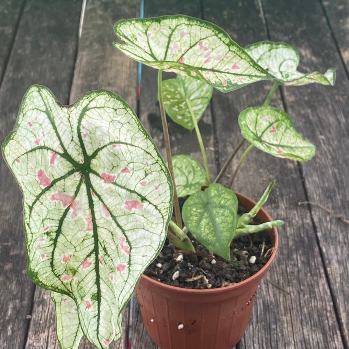 Caladium Cranberry Star, organically grown tropical plants for sale at TOMsFLOWer CLUB.