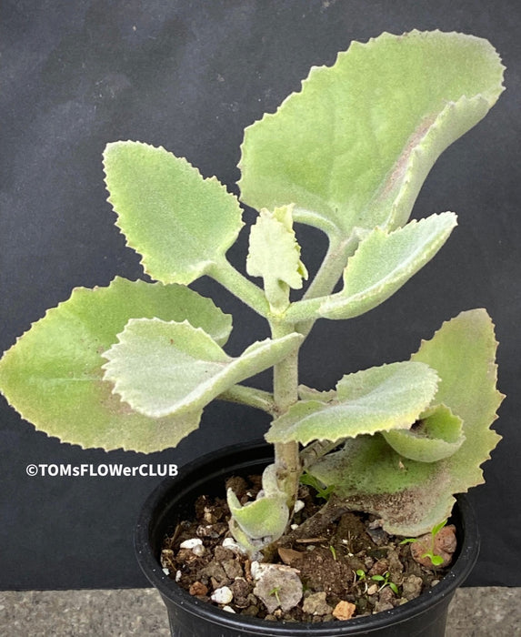 Kalanchoe beharensis oak leaf, organically grown succulent plants for sale at TOMsFLOWer CLUB.