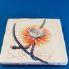 Selenicereus grandiflorus tile, glazed ceramic on terracotta, for sale at TOMs FLOWer CLUB.