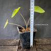 Colocasia Esculenta Mojito, organically grown tropical plants for sale at TOMsFLOWer CLUB.