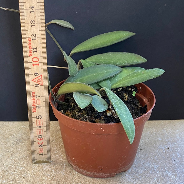 Hoya anncajanoae, organically grown tropical hoya plants for sale at TOMsFLOWer CLUB.