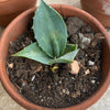 Agave Isthmensis / Butterfly Agave, sun loving and hardy succulent plant for sale at TOMsFLOWer CLUB