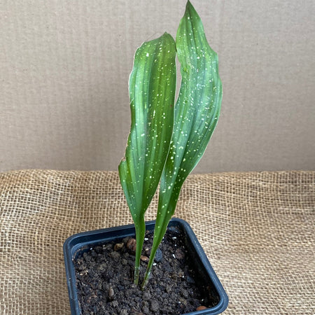 Organically grown  Aspidistra Vietnamensis "Milky Way" plants for sale at TOMs FLOWer CLUB.