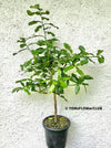 Citrus Hystrix, Kaffir lime, organically grown tropical plants for sale at TOMsFLOWer CLUB.