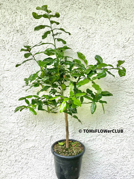 Citrus Hystrix, Kaffir lime, organically grown tropical plants for sale at TOMsFLOWer CLUB.