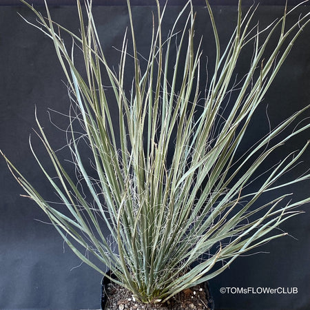 Yucca Elata, organically grown succulent plants for sale at TOMsFLOWer CLUB.