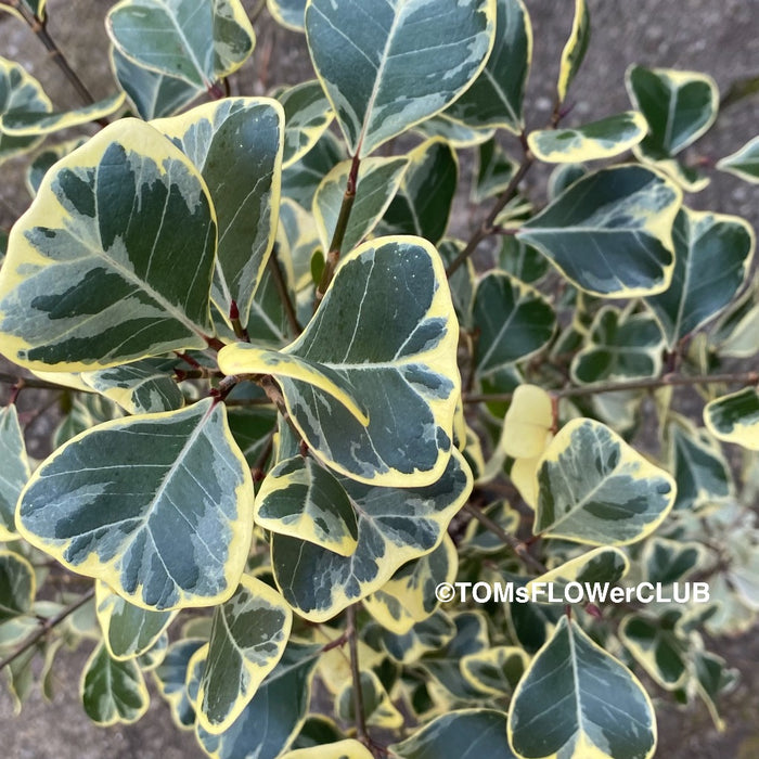 Ficus Triangularis Variegata, organically grown plants for sale at TOMsFLOWer CLUB. 