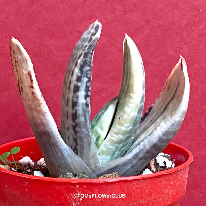 Gasteria Salad Cream, organically grown succulent plants for sale at TOMsFLOWer CLUB.