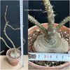 Pachypodium succulentum, organically grown succulent plants for sale at TOMsFLOWer CLUB.