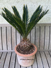 Cycas Revoluta Aurea / Golden Sago Palm, organically grown plants for sale at TOMsFLOWer CLUB.