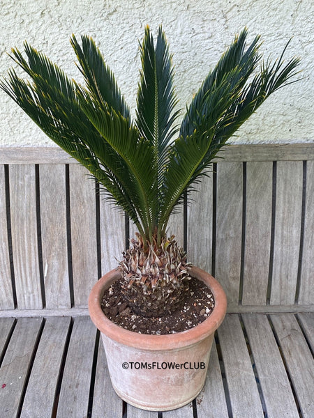 Cycas Revoluta Aurea / Golden Sago Palm, organically grown plants for sale at TOMsFLOWer CLUB.