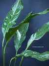 Spathiphyllum Wallisii Albo Variegata, organically grown tropical plants for sale at TOMsFLOWer CLUB.
