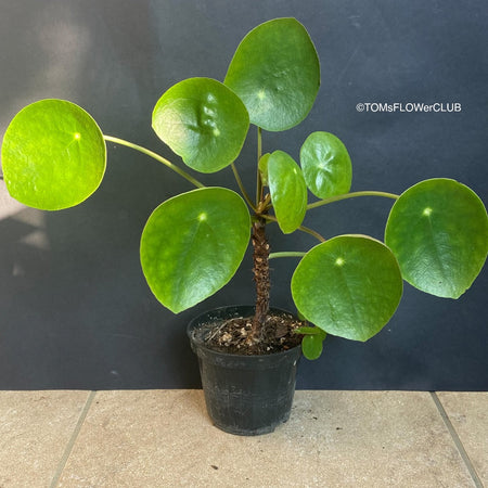 Pilea peperomioides on stem, organically grown tropical plants for sale at TOMsFLOWer CLUB.