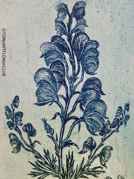 Olga Vychodilová, Czech artist, Aconitum plicatum, etching on paper, edition 39/100 for sale at TOMs FLOWer CLUB.