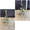 Tillandsia Xerographica, organically grown air plants for sale at TOMsFLOWer CLUB.