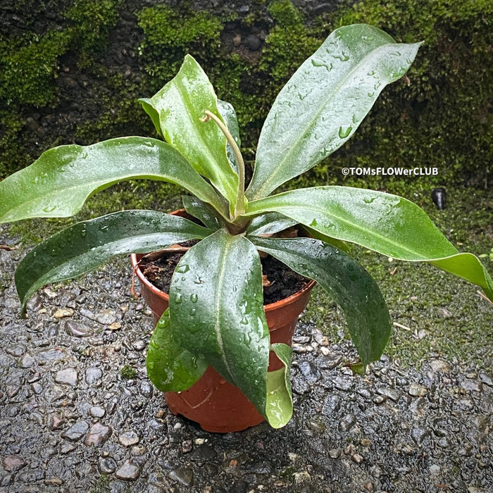 Nepenthes Sp. / Fleischfressende Pflanze, Karnivoren; Kannenpflanze / Pitcher plant, organically grown tropical plants for sale at TOMsFLOWer CLUB.