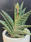 Flowering Aloe Variegata, organically grown succulent plants for sale at TOMs FLOWer CLUB.