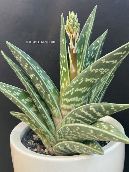 Flowering Aloe Variegata, organically grown succulent plants for sale at TOMs FLOWer CLUB.