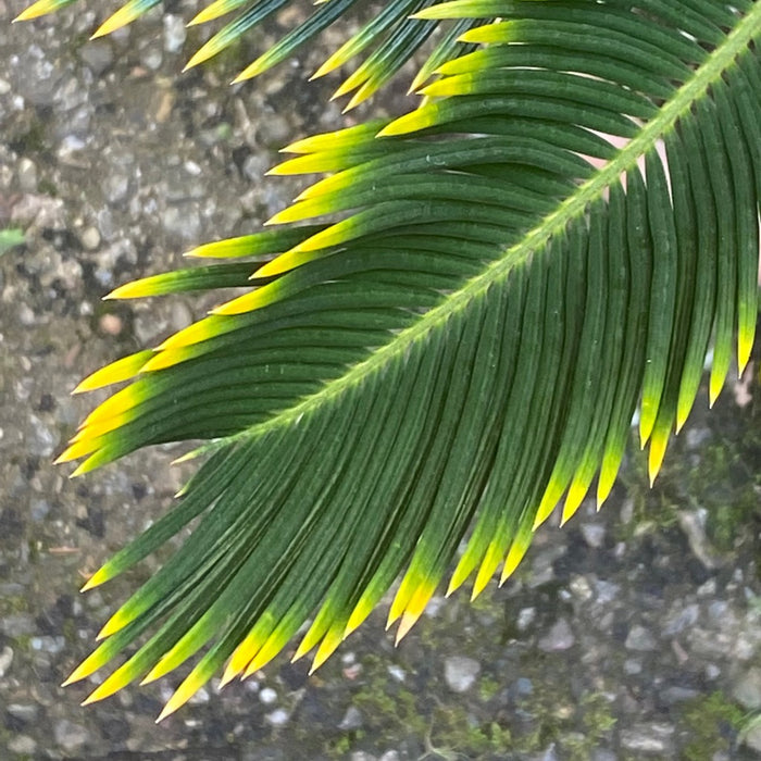 Cycas Revoluta Aurea / Golden Sago Palm, organically grown plants for sale at TOMsFLOWer CLUB.