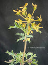 Pelargonium Gibbosum, organically grown plants for sale at TOMsFLOWer CLUB.