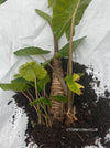 Propagation of Alocasia macrorrhiza - Elephant Ear, organically grown tropical plants for sale at TOMsFLOWer CLUB