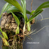 Bulbophyllum falcatum, organically grown tropical plants and orchids for sale at TOMsFLOWer CLUB.