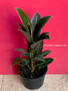 Ficus Elastica with small leaves, organically grown plants for sale at TOMsFLOWer CLUB.