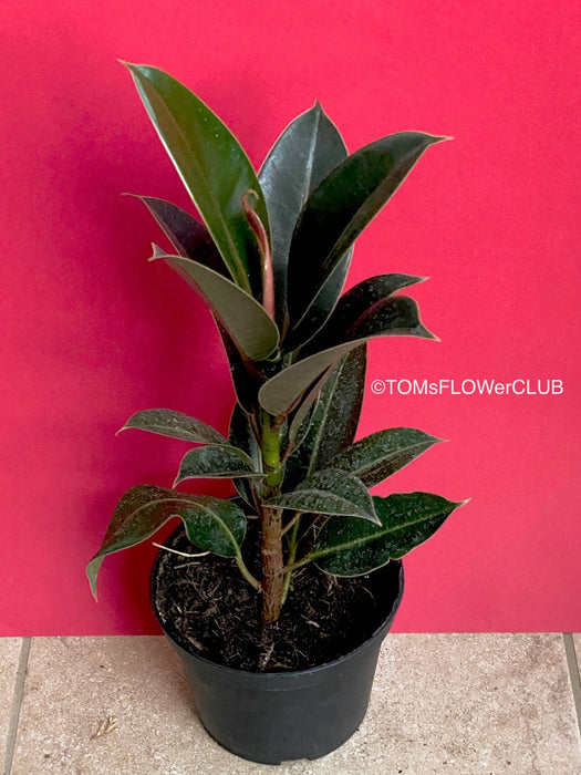Ficus Elastica with small leaves, organically grown plants for sale at TOMsFLOWer CLUB.