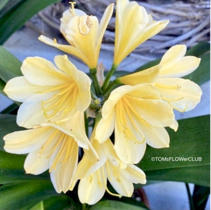 Yellow flowering Clivia Miniata Citrina, organically grown tropical plants for sale at TOMsFLOWer CLUB