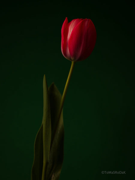 Red - green, old masters inspired, tulip still life photo by TOMas Rodak in minimalistic design available for sale at TOMs FLOWer CLUB