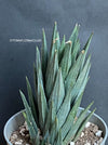 Haworthia / Haworthiopsis Glauca, organically grown succulent plants for sale at TOMsFLOWer CLUB.