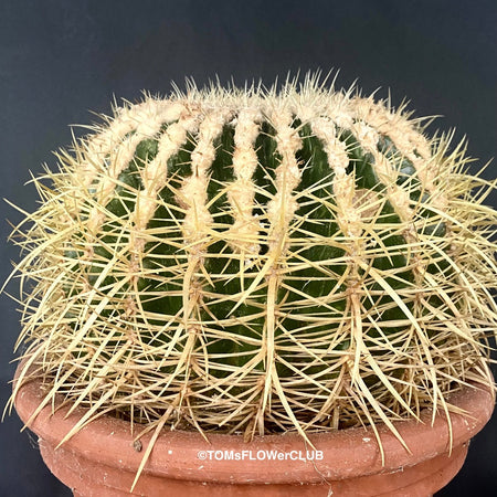 Echinocactus grusoni, organically grown succulent plants for sale at TOMs FLOWer CLUB.