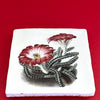 Echinocereus pentalophus tile, glazed ceramic on terracotta, for sale at TOMs FLOWer CLUB.