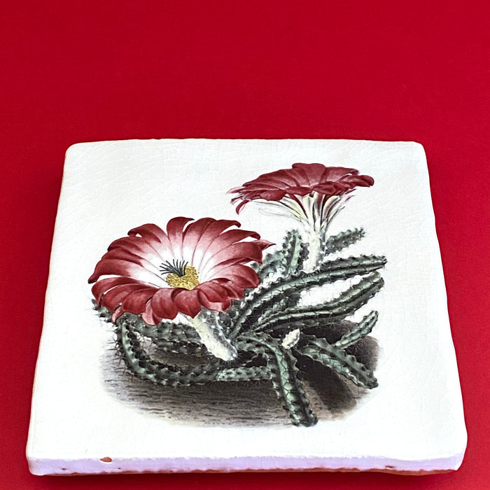 Echinocereus pentalophus tile, glazed ceramic on terracotta, for sale at TOMs FLOWer CLUB.