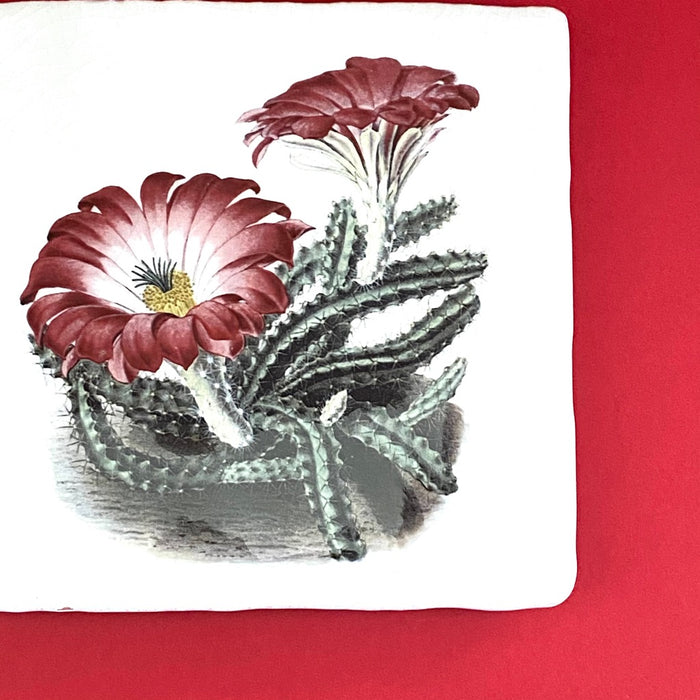 Echinocereus pentalophus tile, glazed ceramic on terracotta, for sale at TOMs FLOWer CLUB.