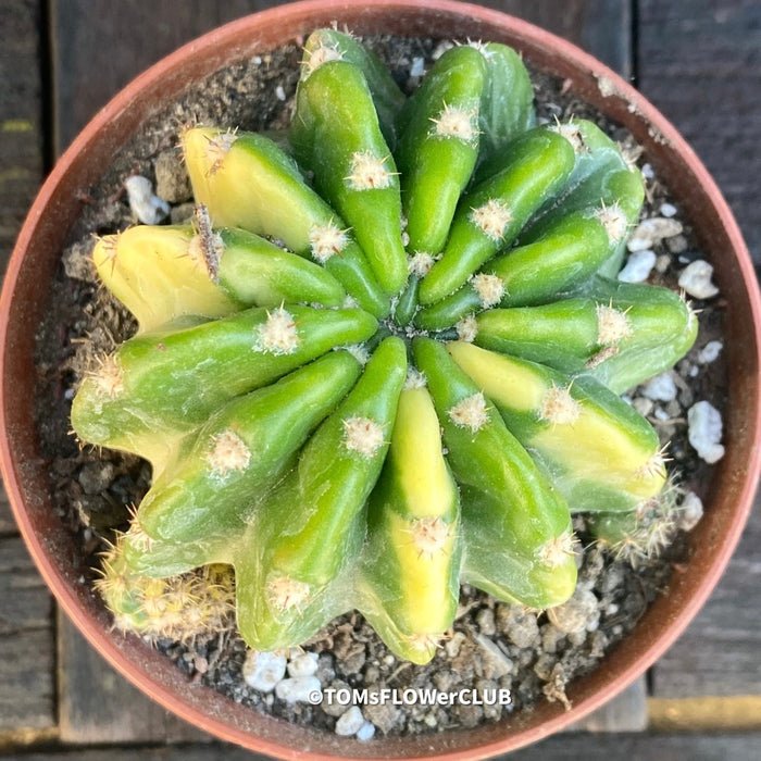 Aurea Variegata cactus care Echinopsis Eyriesii Aurea Variegata plant Golden barrel cactus Variegated cactus Echinopsis Aurea Variegata propagation Rare cactus plants Indoor cactus care Echinopsis Eyriesii Aurea Variegata for sale Echinopsis Eyriesii Aurea Variegata Aurea Variegata Kakteen Echinopsis Aurea Variegata Pflege Echinopsis Eyriesii Aurea Variegata Pflanze Goldkugelkaktus Buntkaktus Echinopsis Aurea Variegata Vermehrung Seltene Kaktus-Pflanzen Zimmerkaktus Pflege TOMs FLOWer CLUB